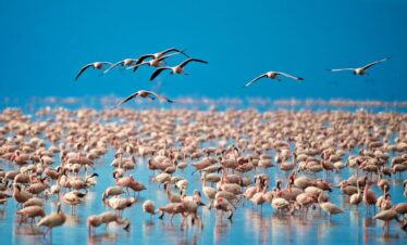 5 Day Lake Manyara, Serengeti & Ngorongoro Crater Safari
